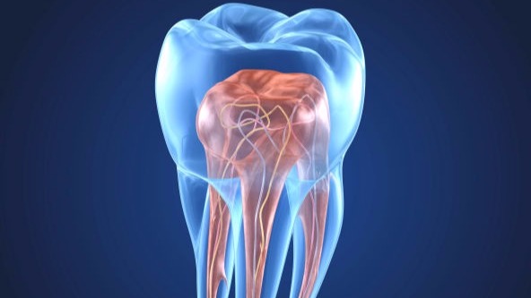 Endodontia